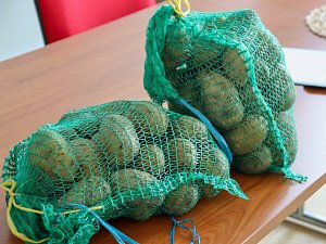  Všestudské brambory