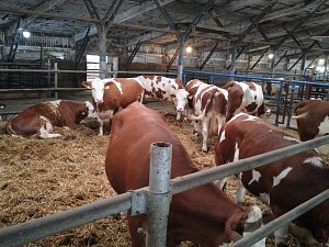 Všestudské hovězí od Kejře