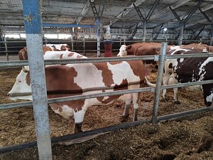 Všestudské hovězí od Kejře