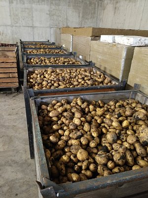 Všestudské brambory