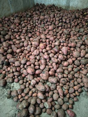 Všestudské brambory